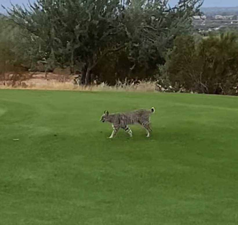 Bobcats in New Jersey: Types & Where They Live - AZ Animals